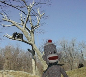 sock monkey with chimps
